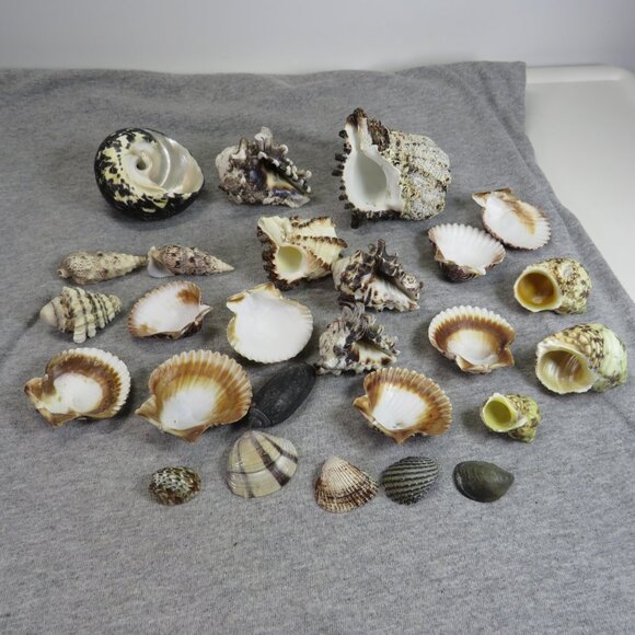 Black & White and Patterned REAL Sea Shells variety of sizes and styles - Picture 2 of 16